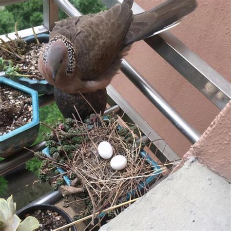 斑鳩築巢下蛋風水|獨家／家中鳥類築巢風水好？江柏樂曝「八大病體」駁：明明是人。